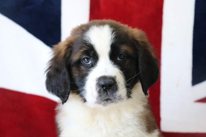 Adoption de chiot Saint-Bernard Étaples