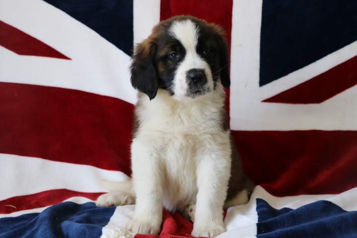 Adoption de chiot Saint-Bernard Étaples