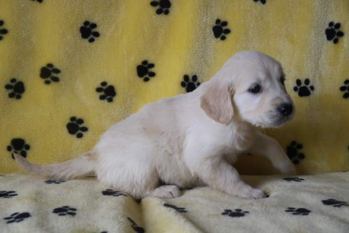 Acheter un chiot Golden Retriever Étaples