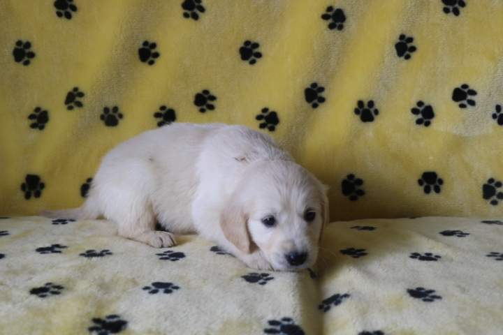 Éleveur de Golden Retriever Étaples