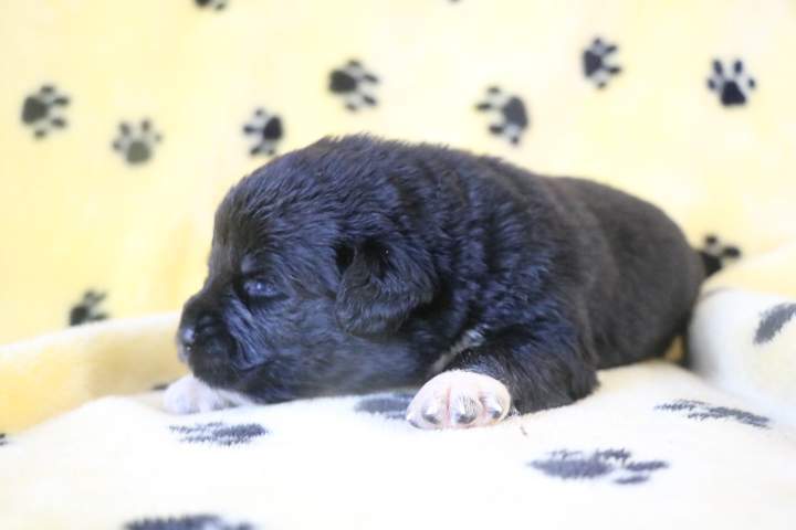 Chiot disponible Étaples