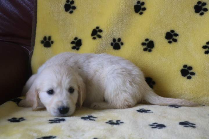 Éleveur de Golden Retriever Étaples