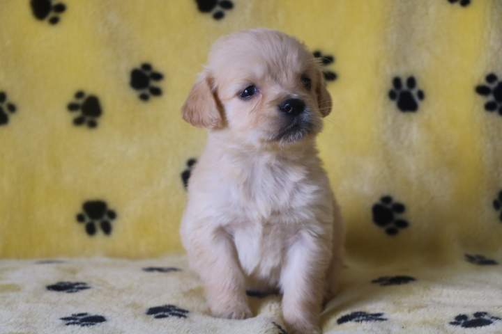 Golden Retriever LOF Étaples