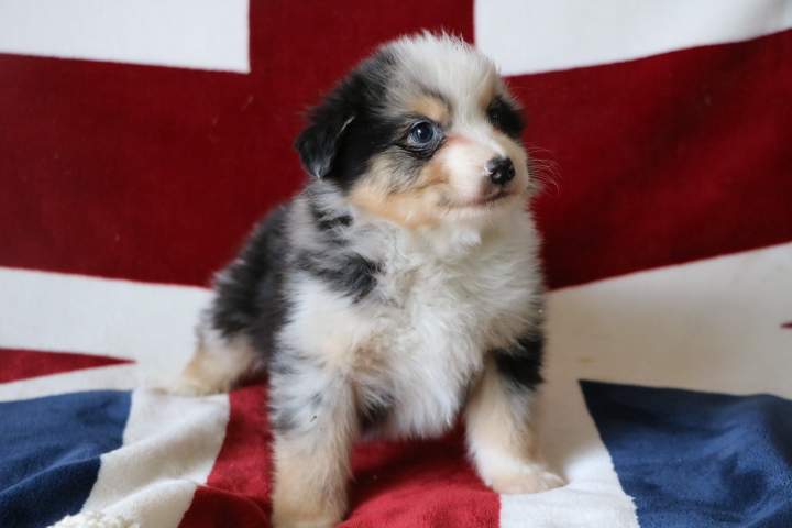 Adoption de chiot Berger Australien Étaples