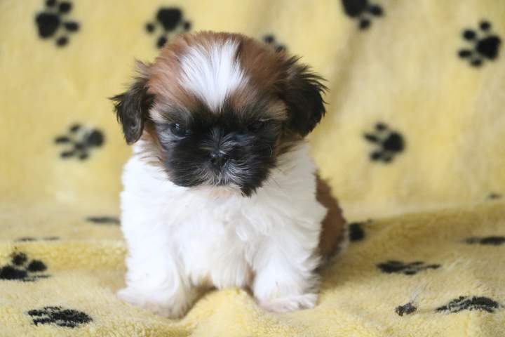Portée de Shih Tzu Étaples