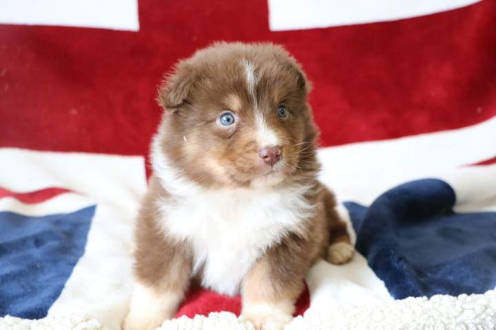 Adoption de chiot Berger Australien Étaples