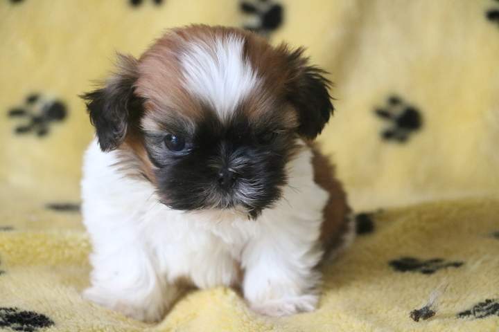 Portée de Shih Tzu Étaples