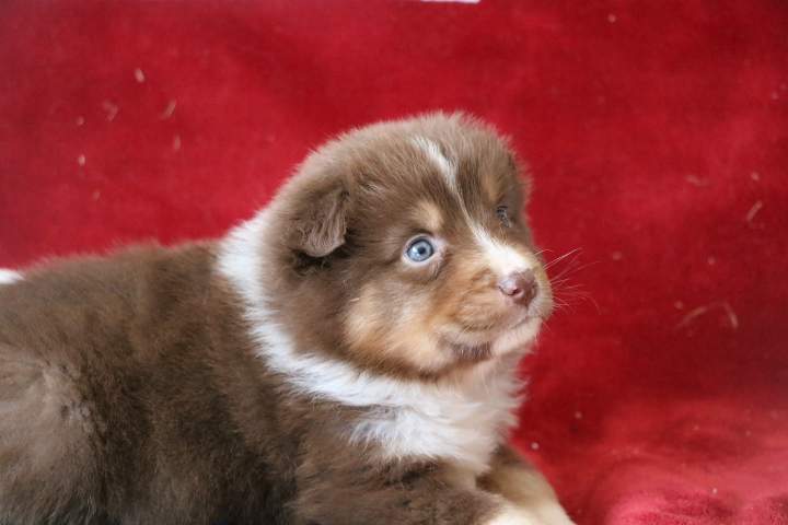 Adoption de chiot Berger Australien Étaples