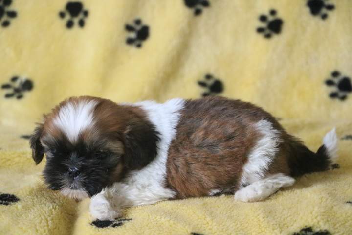 Chiots Shih Tzu disponibles Étaples