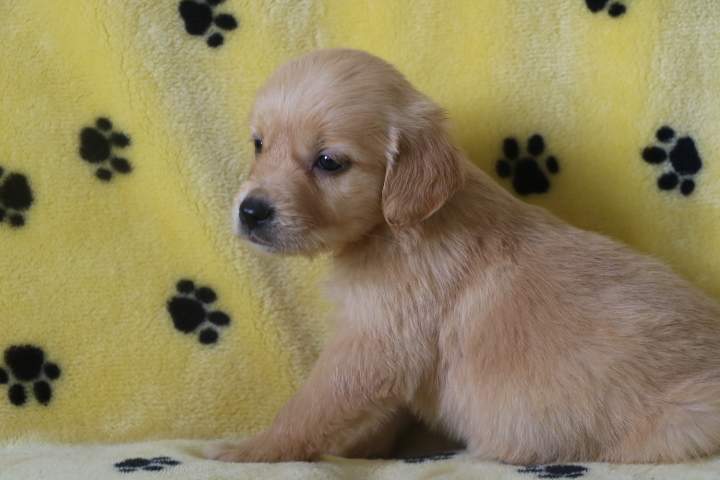 Golden Retriever pure race Étaples