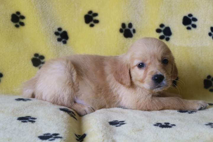 Chiots Golden Retriever disponibles Étaples
