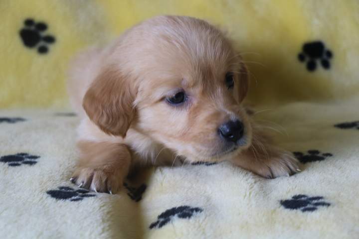 Chiots Golden Retriever disponibles Étaples