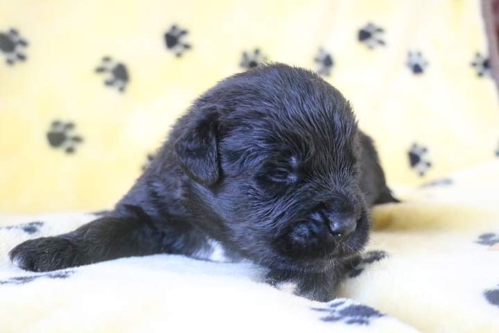 Achat de chiot Étaples