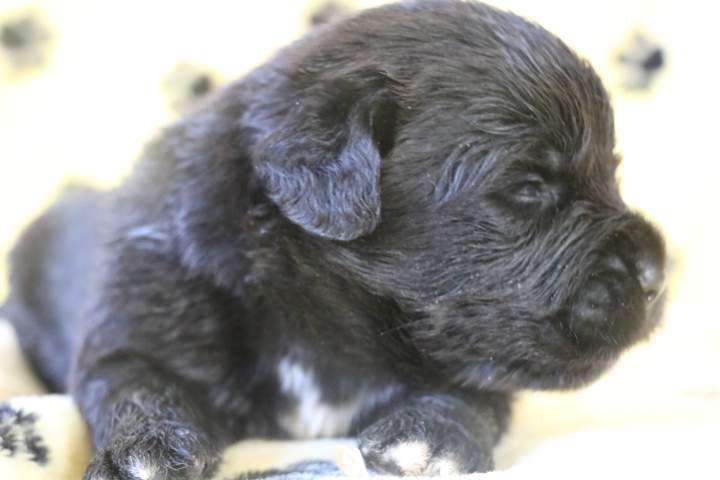 Achat de chiot Étaples