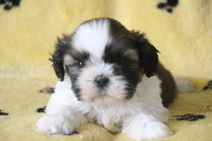 Éleveur de Shih Tzu Étaples
