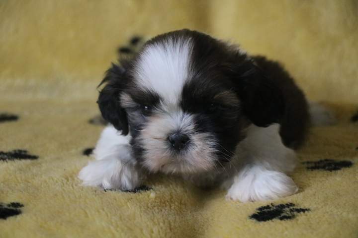 Éleveur de Shih Tzu Étaples