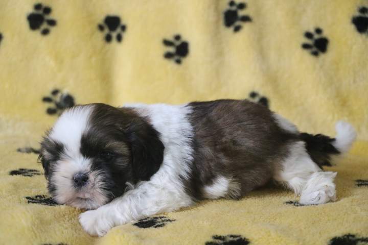 Shih Tzu pure race Étaples