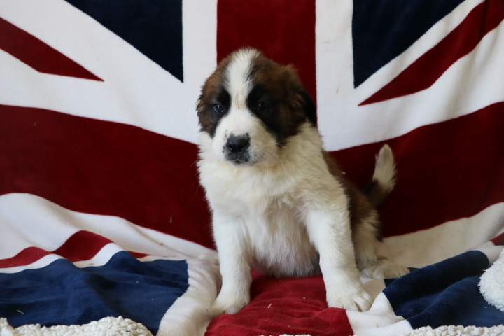 Saint-Bernard pure race Étaples