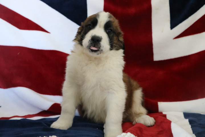 Acheter un chiot Saint-Bernard Étaples