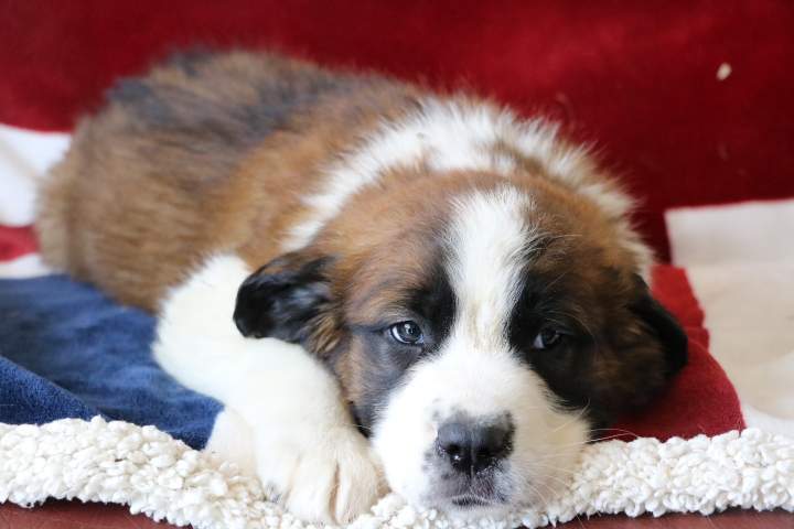 Saint-Bernard pure race Étaples