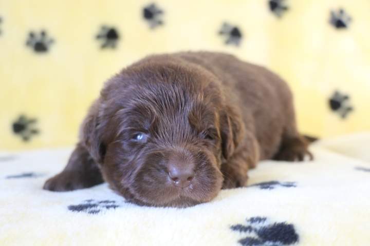 Chiots LOF Étaples