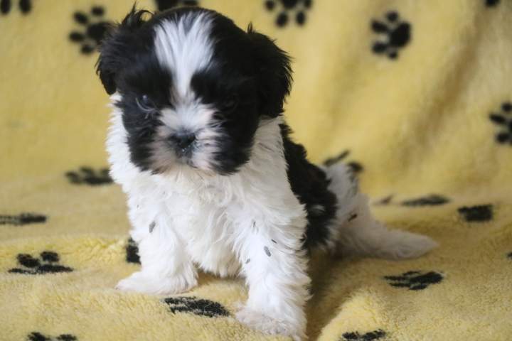 Adoption de chiot Shih Tzu Étaples