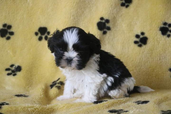 Acheter un chiot Shih Tzu Étaples