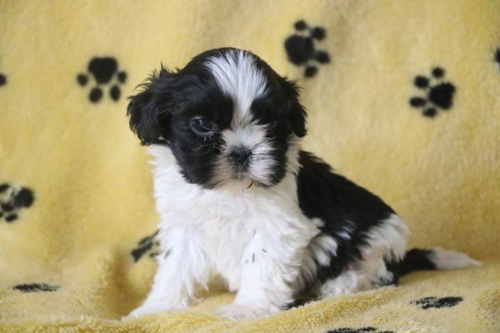 Adoption de chiot Shih Tzu Étaples