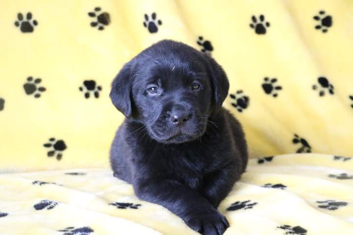 Chiots Labrador disponibles Étaples