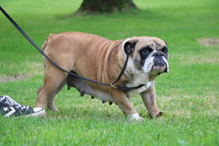Bulldog Anglais pure race Étaples