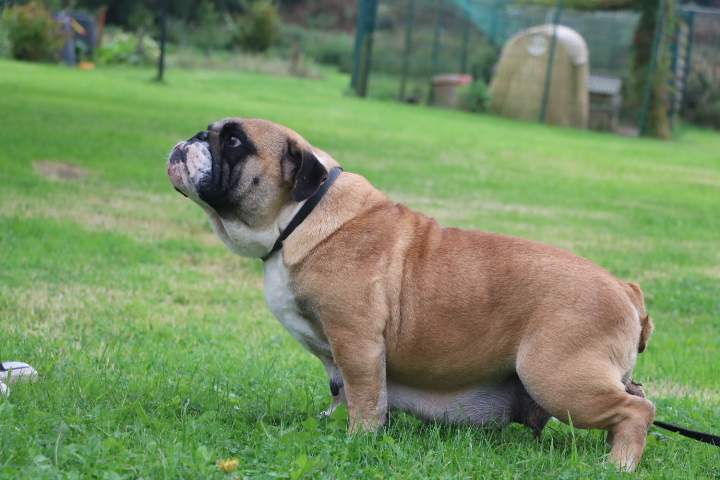 Élevage Bulldog Anglais Étaples