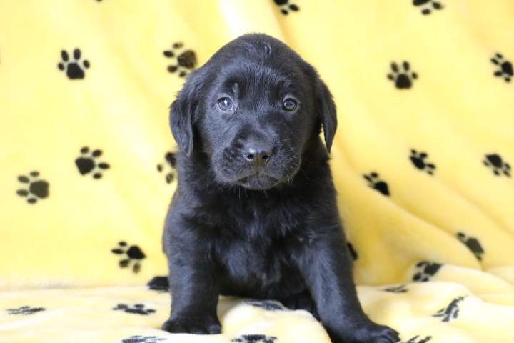 Adoption de chiot Labrador Étaples