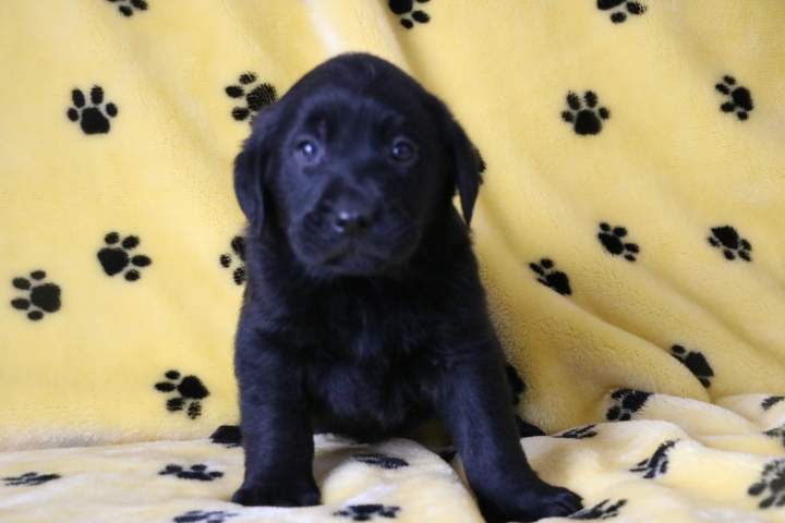 Labrador LOF Étaples