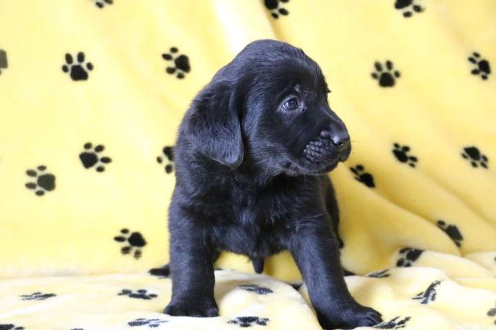 Adoption de chiot Labrador Étaples