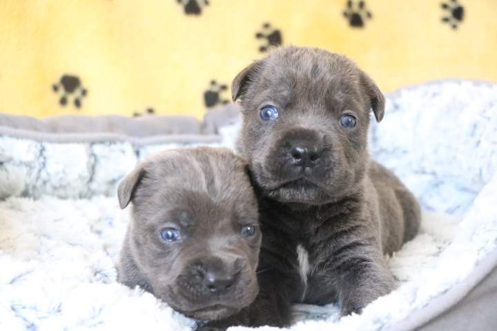 Vente de chiots Étaples