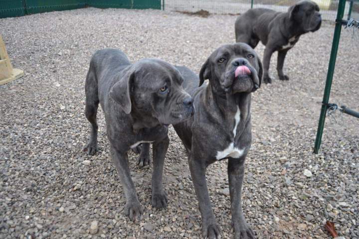 Cane Corso LOF Étaples