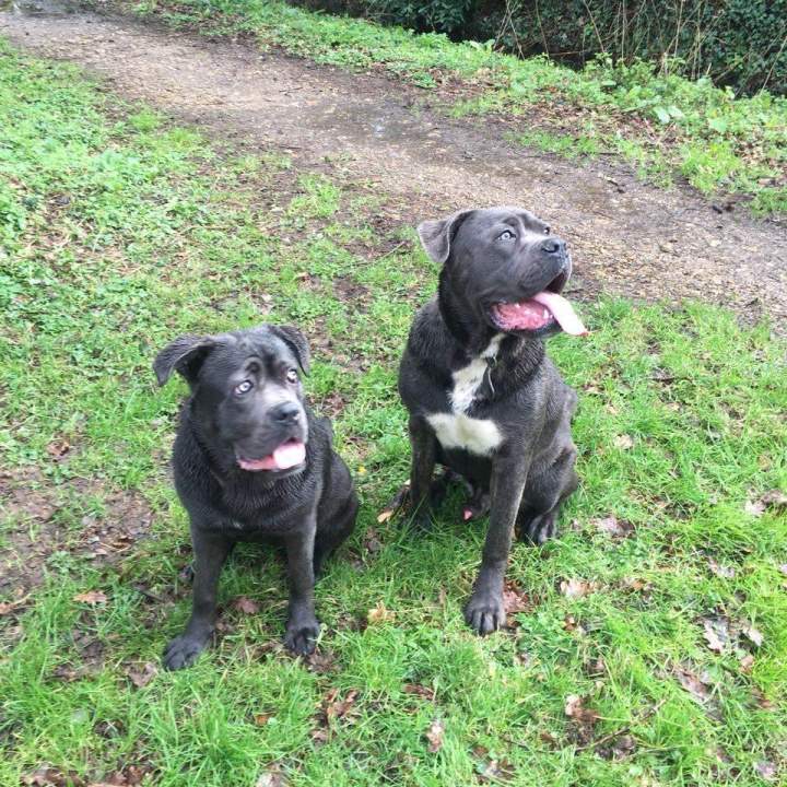 Cane Corso LOF Étaples