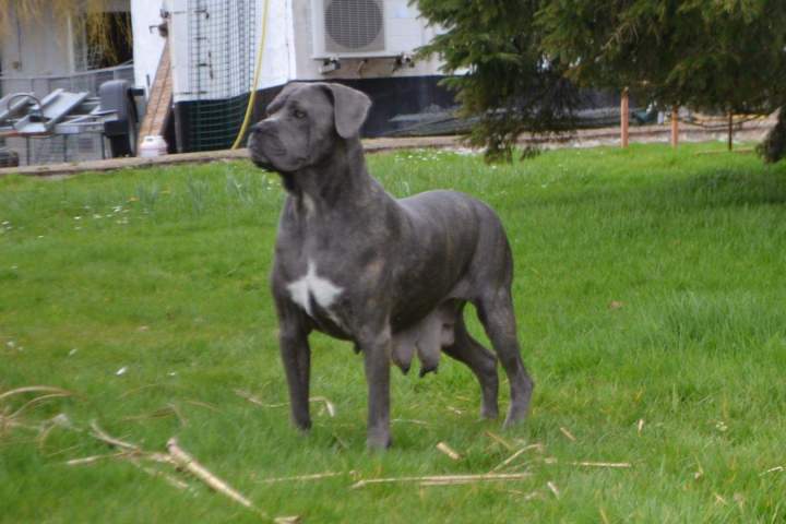 Cane Corso près d'Étaples