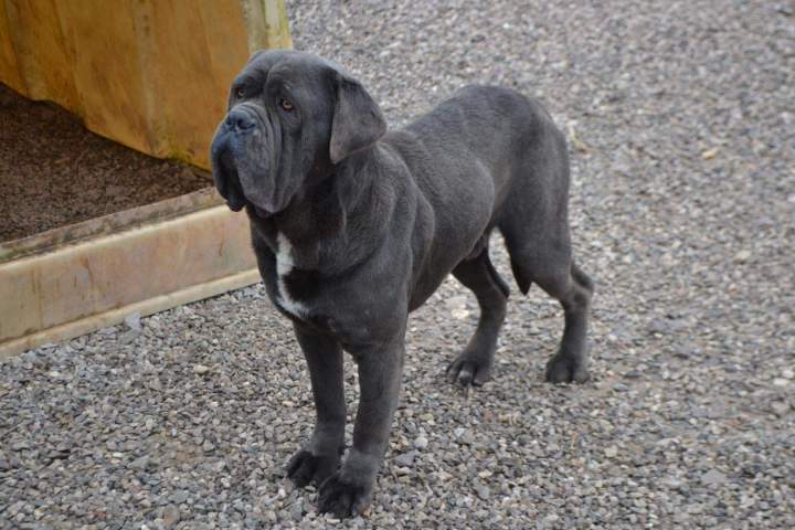 Cane Corso pure race Étaples