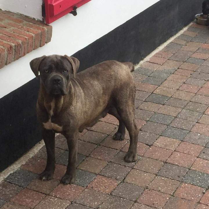 Cane Corso pure race Étaples