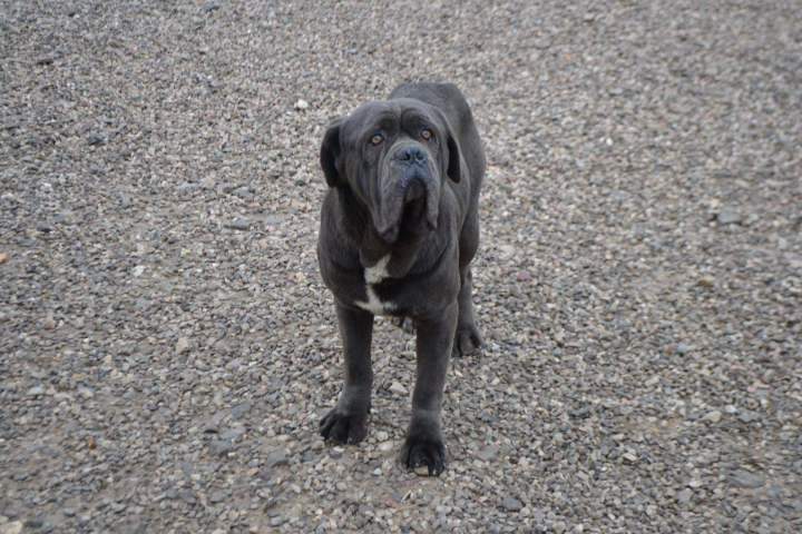 Cane Corso pure race Étaples