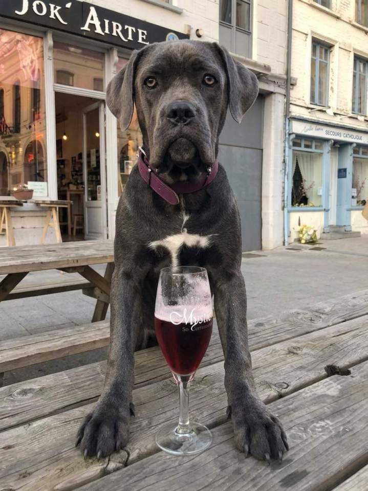 Cane corso