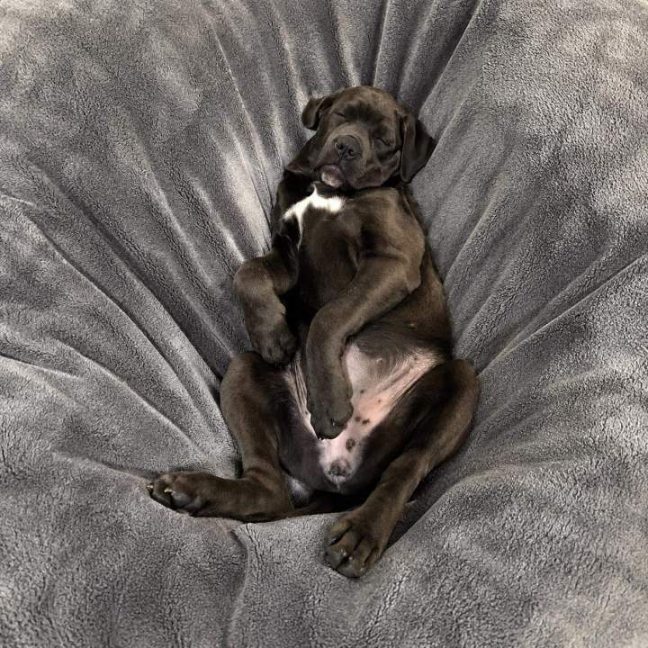 Cane