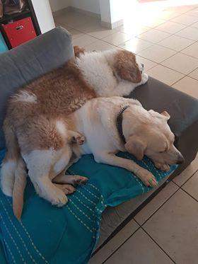 Centre d'adoption de chiots Étaples