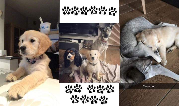 Centre d'adoption de chiots Étaples    