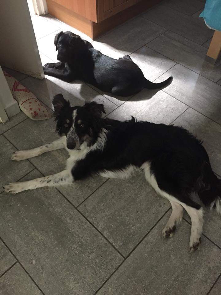 Centre de races de chiens Étaples     