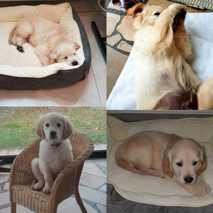 Centre de reproduction canine Étaples   