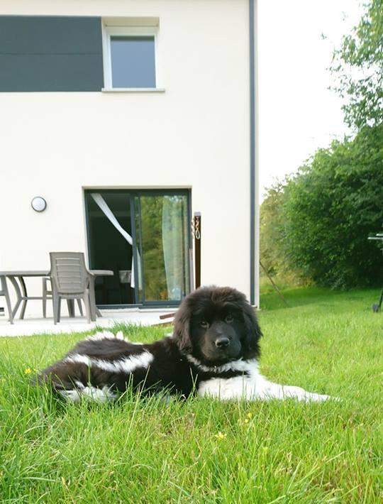 Centre de reproduction canine Étaples     