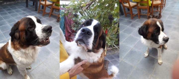 Centre de reproduction canine Étaples    