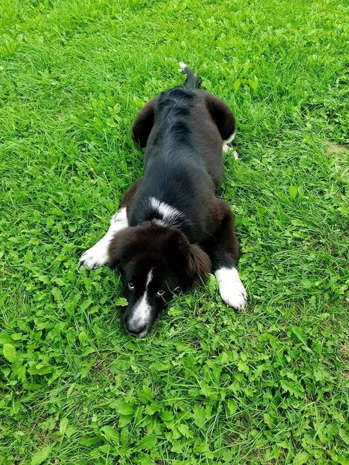 Centre de reproduction canine Étaples  